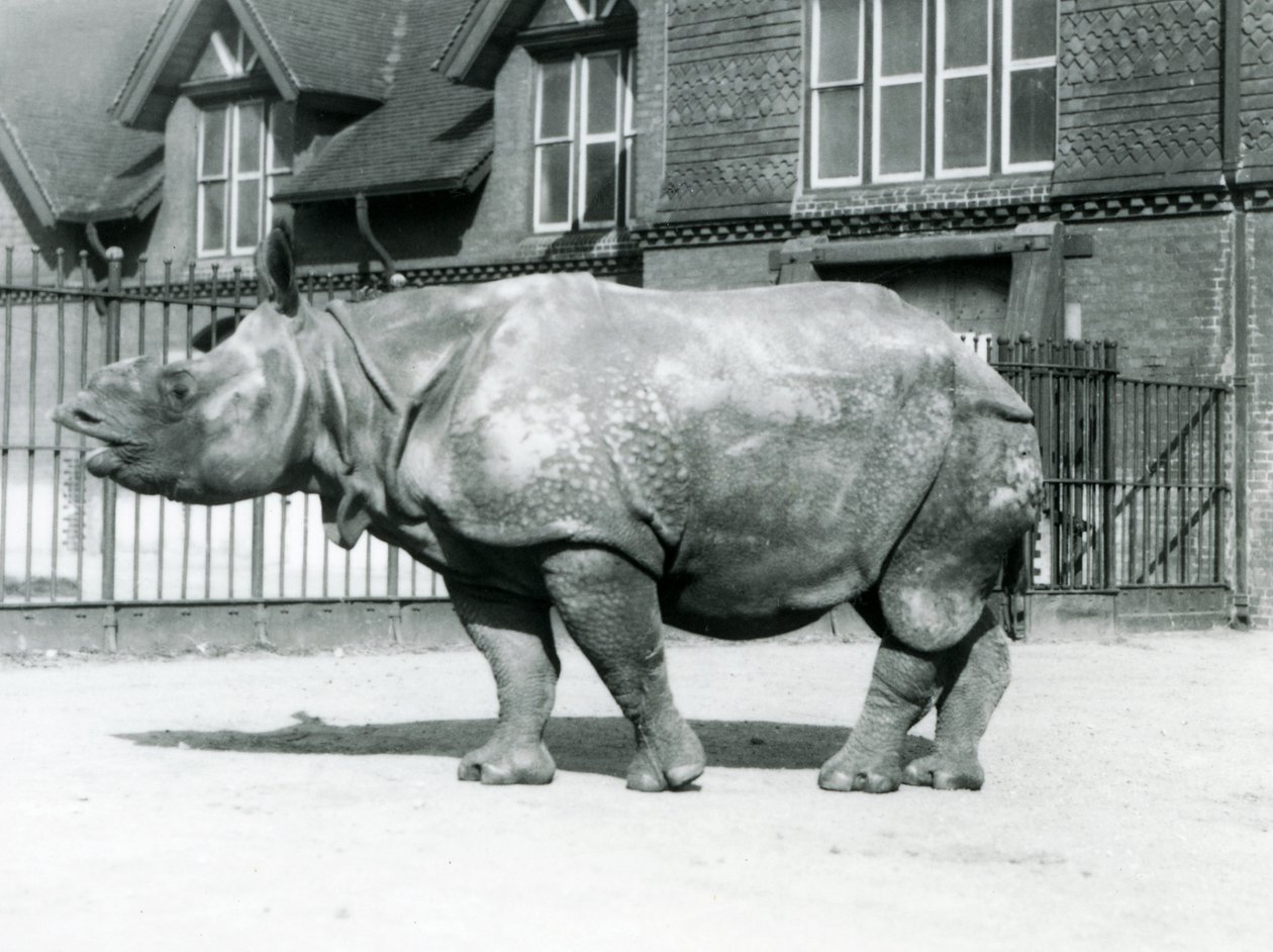 Indisches Nashorn Felix im Londoner Zoo, 1927 von Frederick William Bond