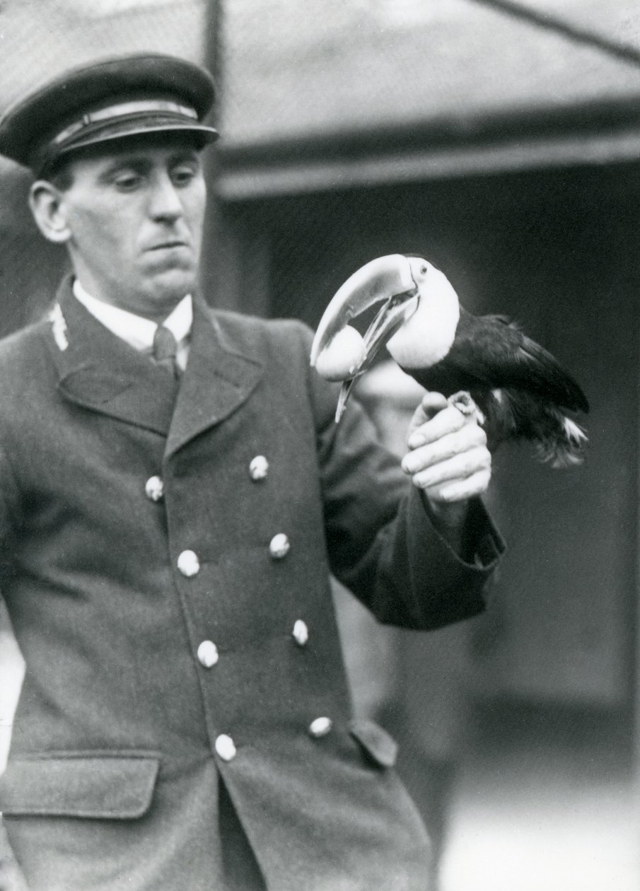 Tierpfleger Thomas Raggett hält einen Rotkieltukan mit einem Ei im Schnabel, London Zoo, 1924 von Frederick William Bond