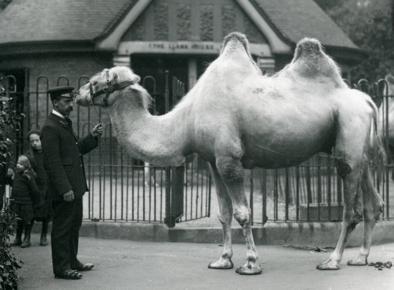 Wärter W. Styles mit einem Baktrischen Kamel vor dem Lama-Haus im Londoner Zoo, Juli 1914 von Frederick William Bond