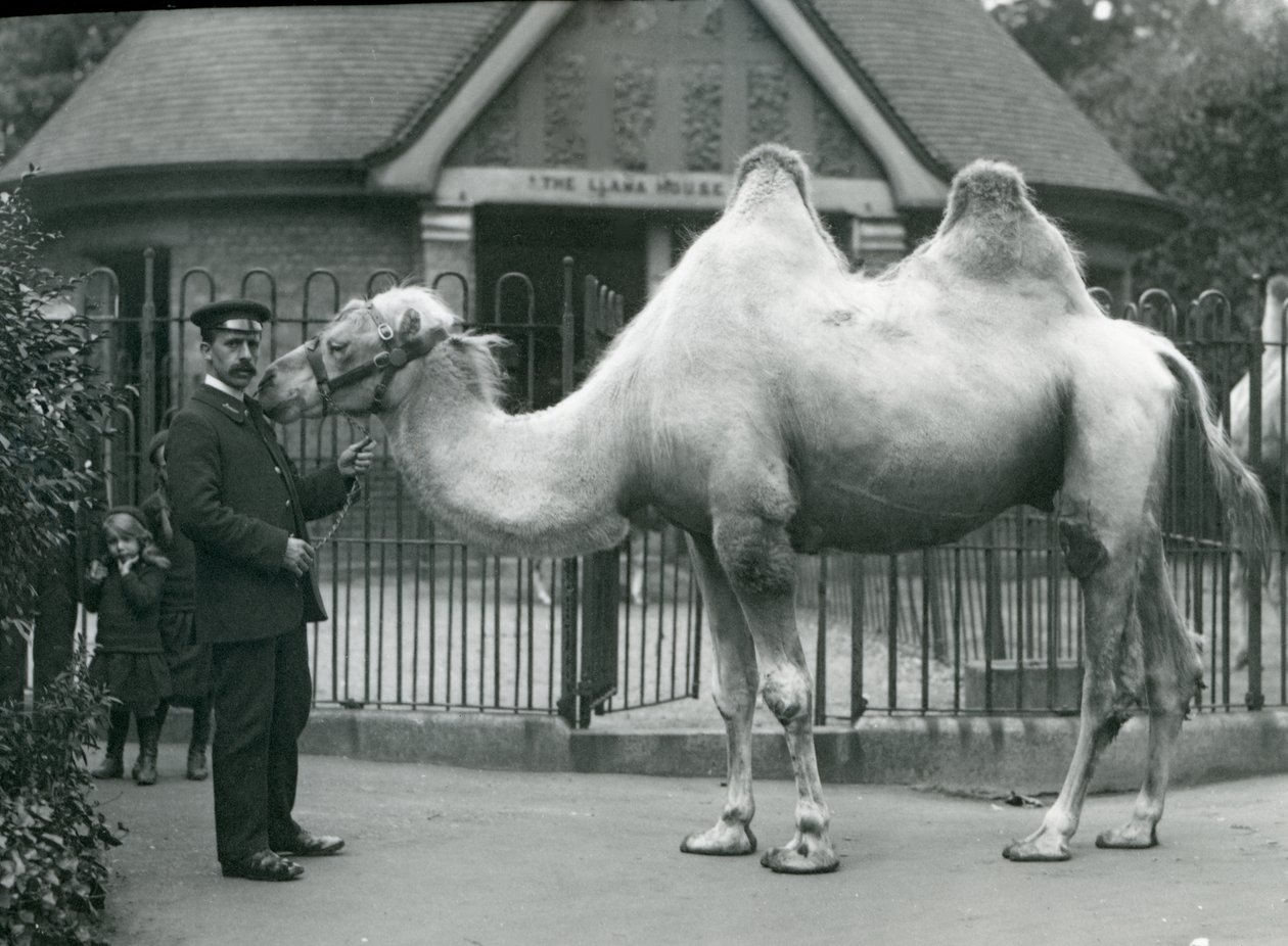 Wärter W. Styles mit einem Baktrischen Kamel vor dem Lama-Haus im Londoner Zoo, Juli 1914 von Frederick William Bond