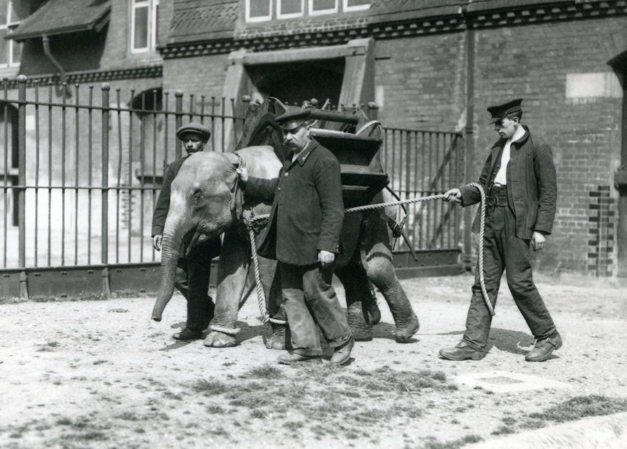 Die Wärter Jack Milbourne, H. Robertson und Thomas trainieren einen jungen asiatischen Elefanten, Londoner Zoo, Mai 1922 von Frederick William Bond