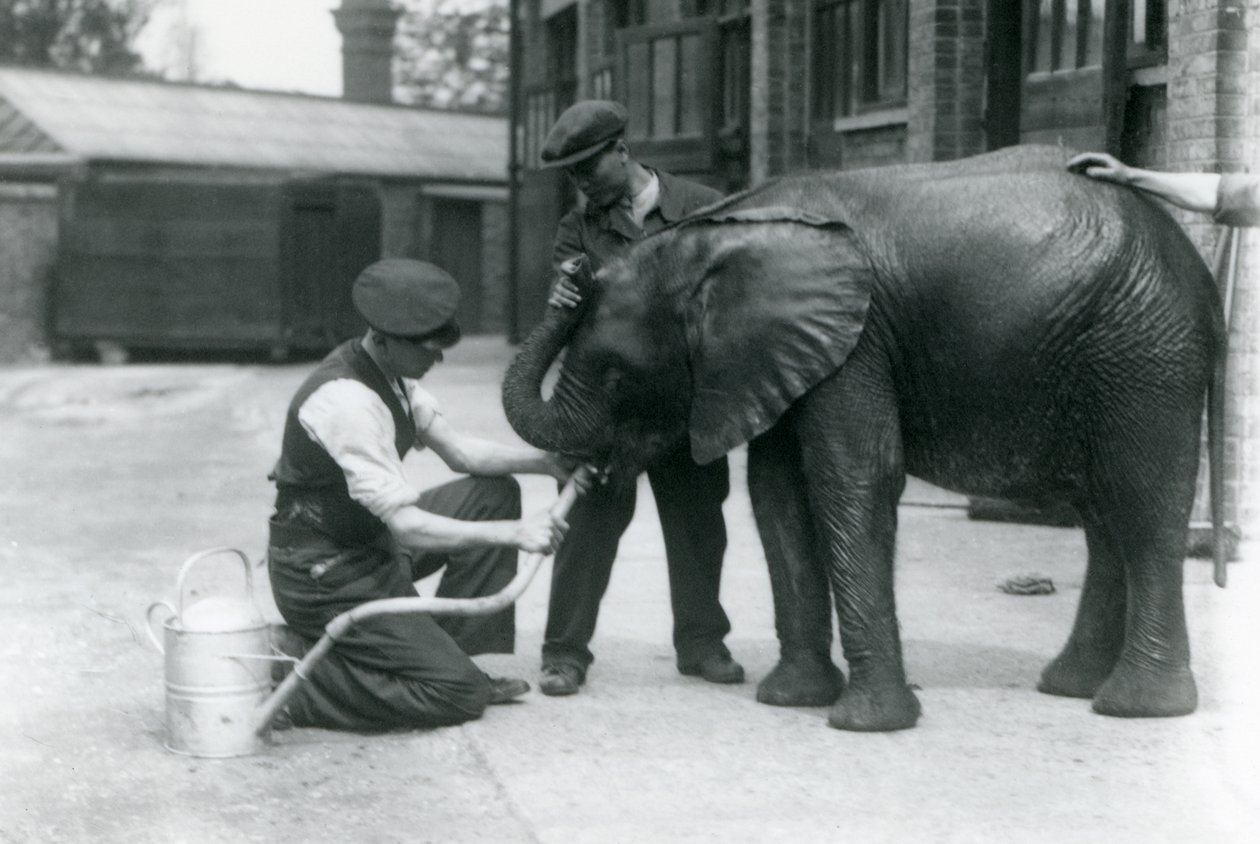 Wärter helfen dem jungen männlichen afrikanischen Elefanten Kiberenge, aus einem an eine Gießkanne angeschlossenen Schlauch zu trinken, Londoner Zoo, Juli 1924 von Frederick William Bond