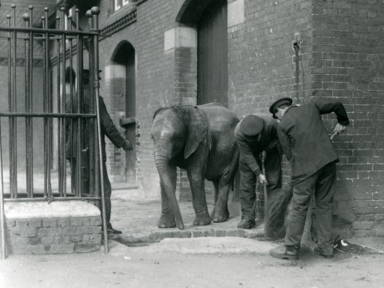 Pfleger mit jungem männlichen afrikanischen Elefanten Kiberenge, London Zoo, 1924 von Frederick William Bond