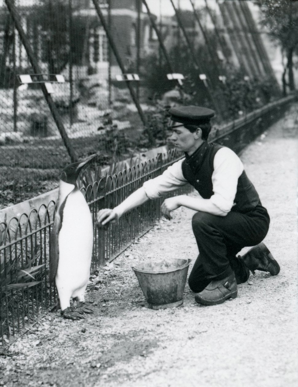 Königspinguin wird von Wärter Harry Munro mit einem Schwamm im Londoner Zoo gewaschen, Mai 1914. Munro wurde im Ersten Weltkrieg getötet, nachdem er in der Armee, in Luftschiffen und in der U-Boot-Abwehr gedient hatte von Frederick William Bond