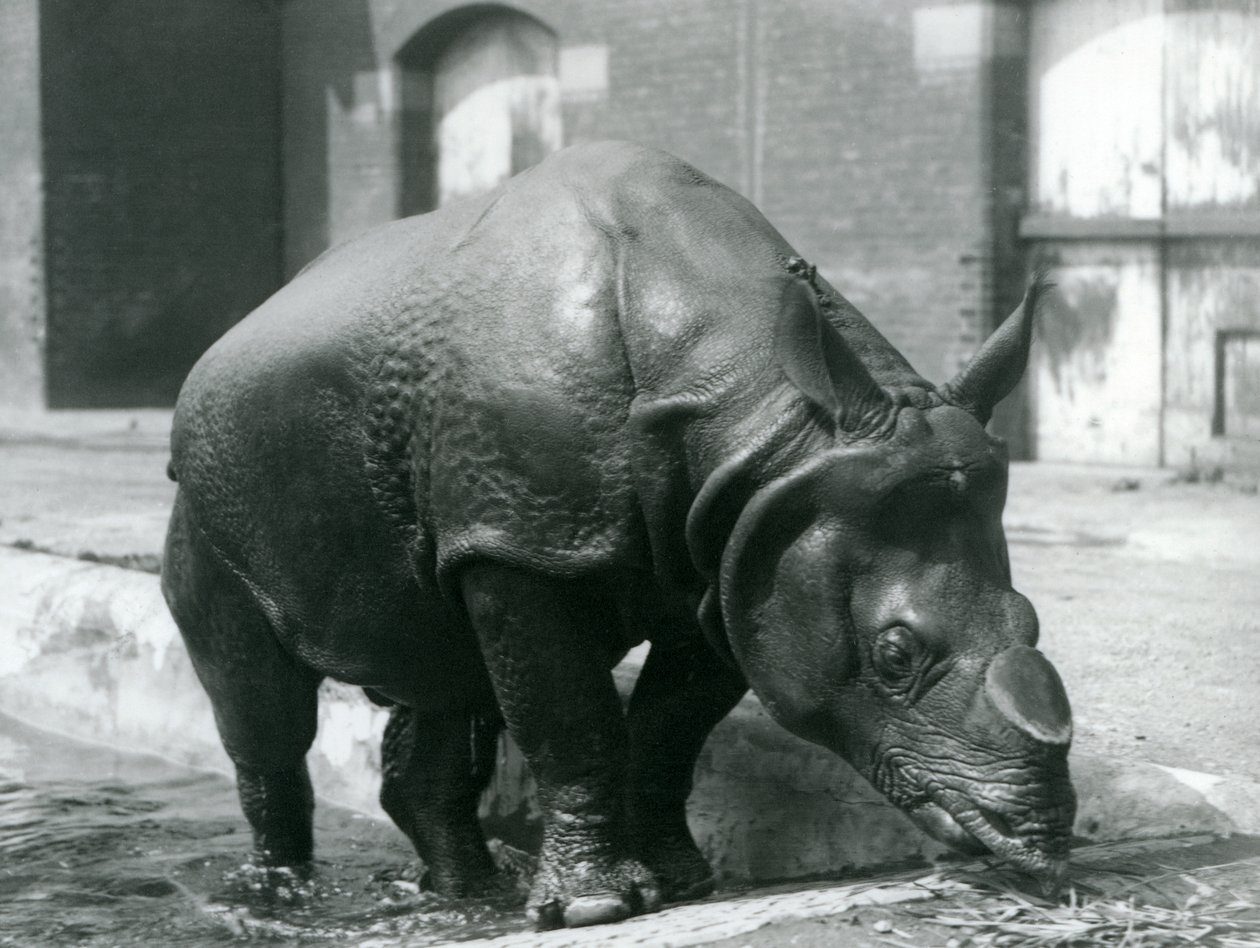 Männliches Indisches Nashorn Felix verlässt seinen Pool im London Zoo, 1928 von Frederick William Bond
