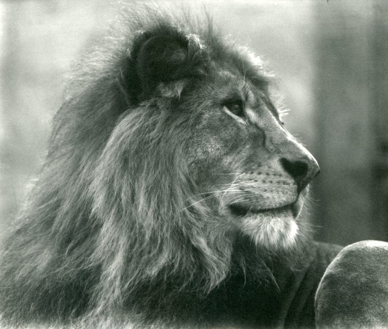 Männlicher Löwe Kuja im London Zoo, Januar 1925 von Frederick William Bond