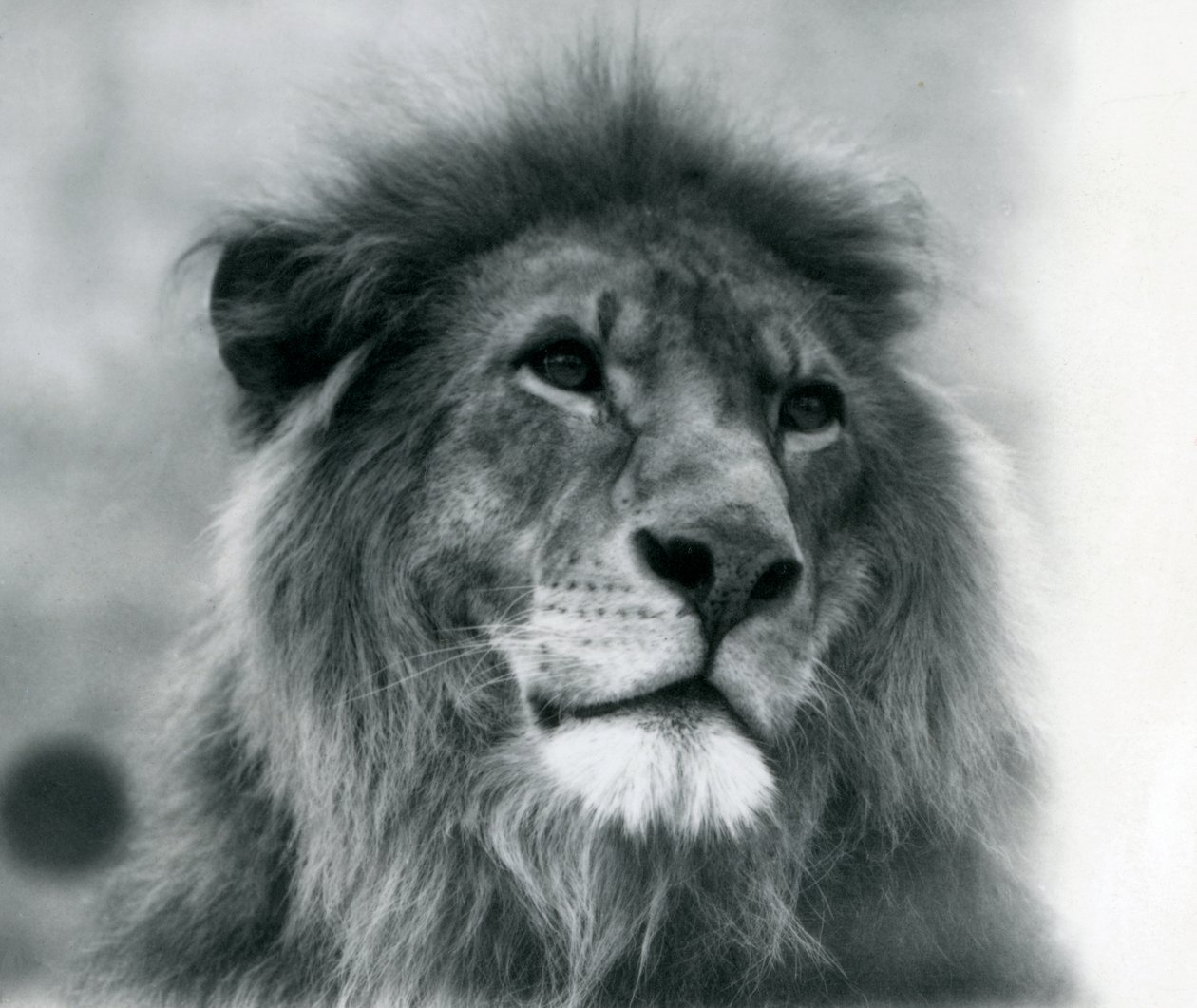 Männlicher Löwe Kuja im London Zoo, Januar 1925 von Frederick William Bond