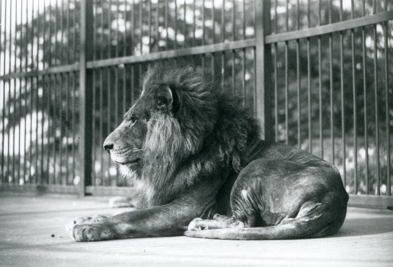 Männlicher Löwe Toto liegt in seinem Gehege im Londoner Zoo, September 1927 von Frederick William Bond