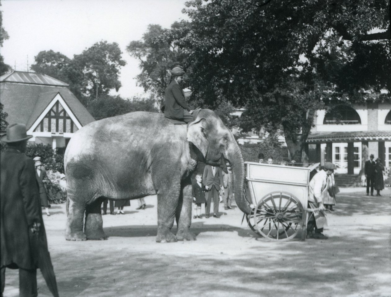 Syed Ali reitet auf Indiarani hinter einer Schubkarre, Londoner Zoo, Oktober 1925 von Frederick William Bond