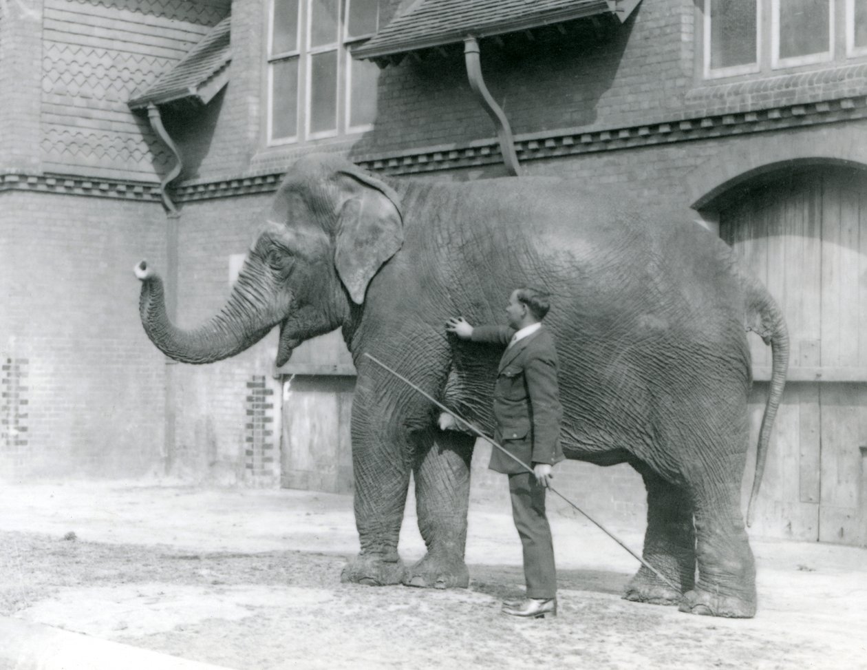 Syed Ali, der Indiarani vor dem Elefantenhaus trainiert, London Zoo, August 1923 von Frederick William Bond