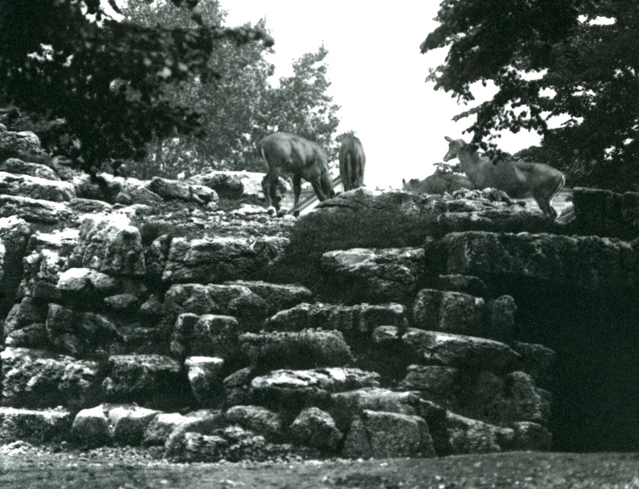 Das Eland-Antilopen-Gehege im Londoner Zoo im Juni 1924 von Frederick William Bond