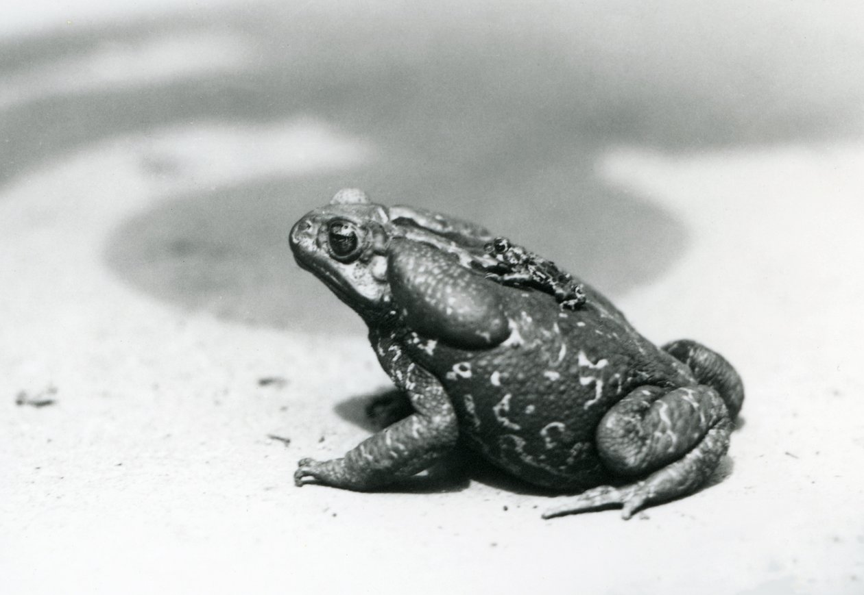 Die größte und kleinste Kröte im Menagerie im August 1928 von Frederick William Bond