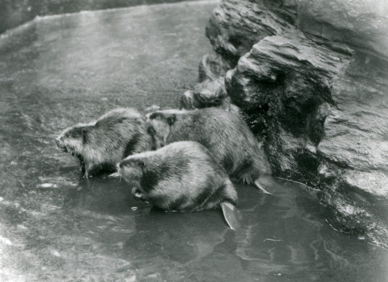 Drei Biber in ihrem Pool im London Zoo, 1920er Jahre von Frederick William Bond