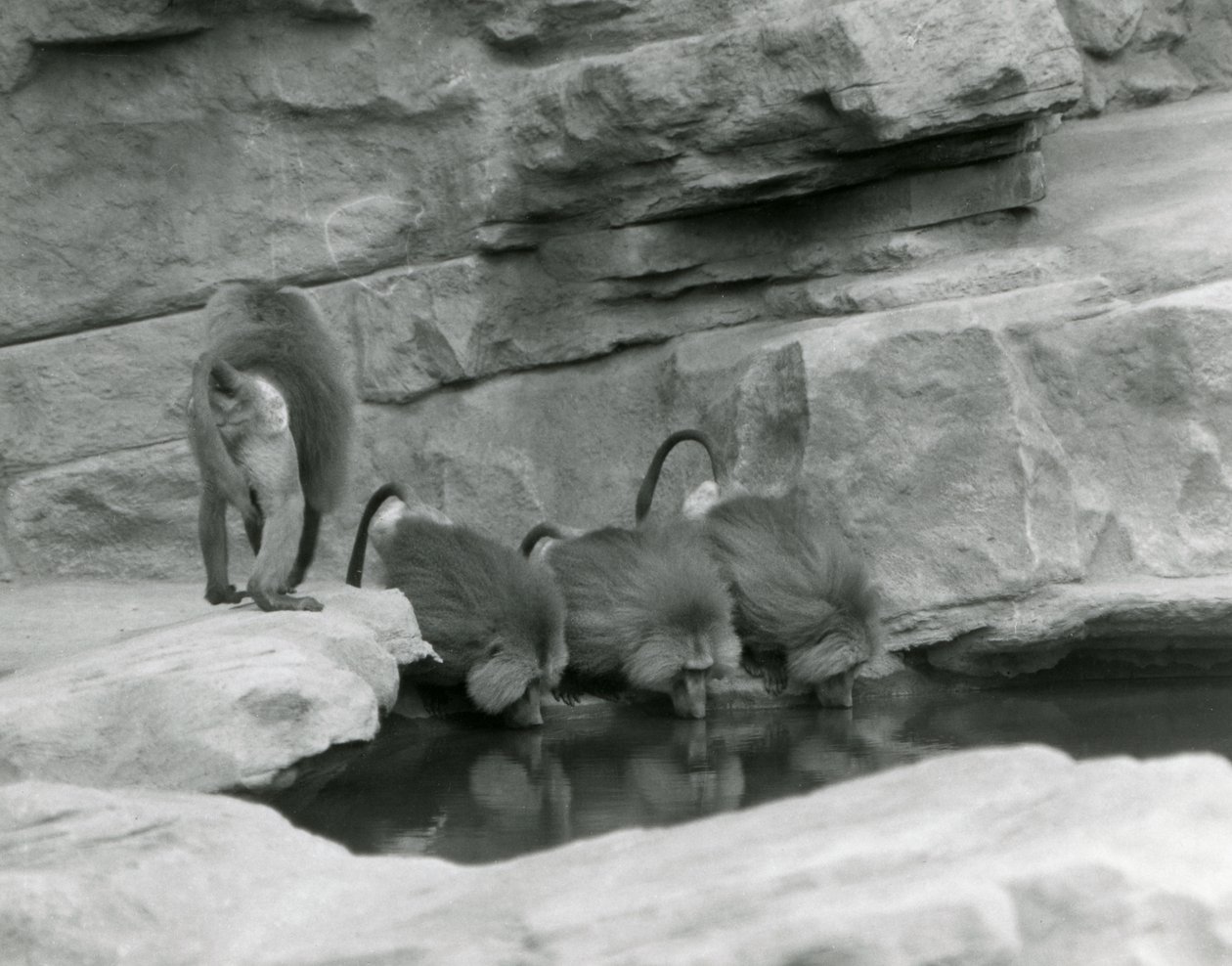Drei heilige Paviane trinken aus einem Pool in ihrem felsigen Gehege, während ein vierter weggeht, Londoner Zoo, Juni 1925 von Frederick William Bond