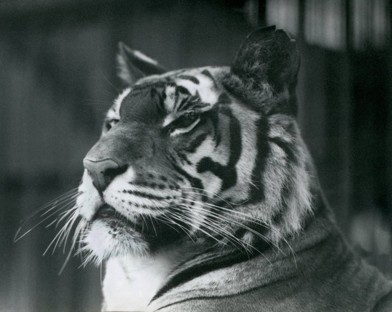 Tigerin Sally im Londoner Zoo 1927 von Frederick William Bond
