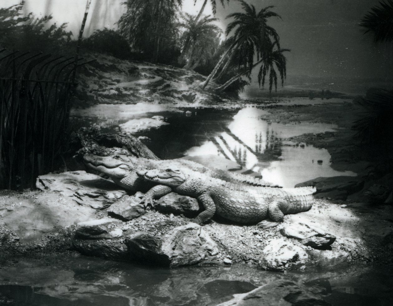 Zwei Alligatoren in einer Panoramaszene im Londoner Zoo im Juni 1927 von Frederick William Bond