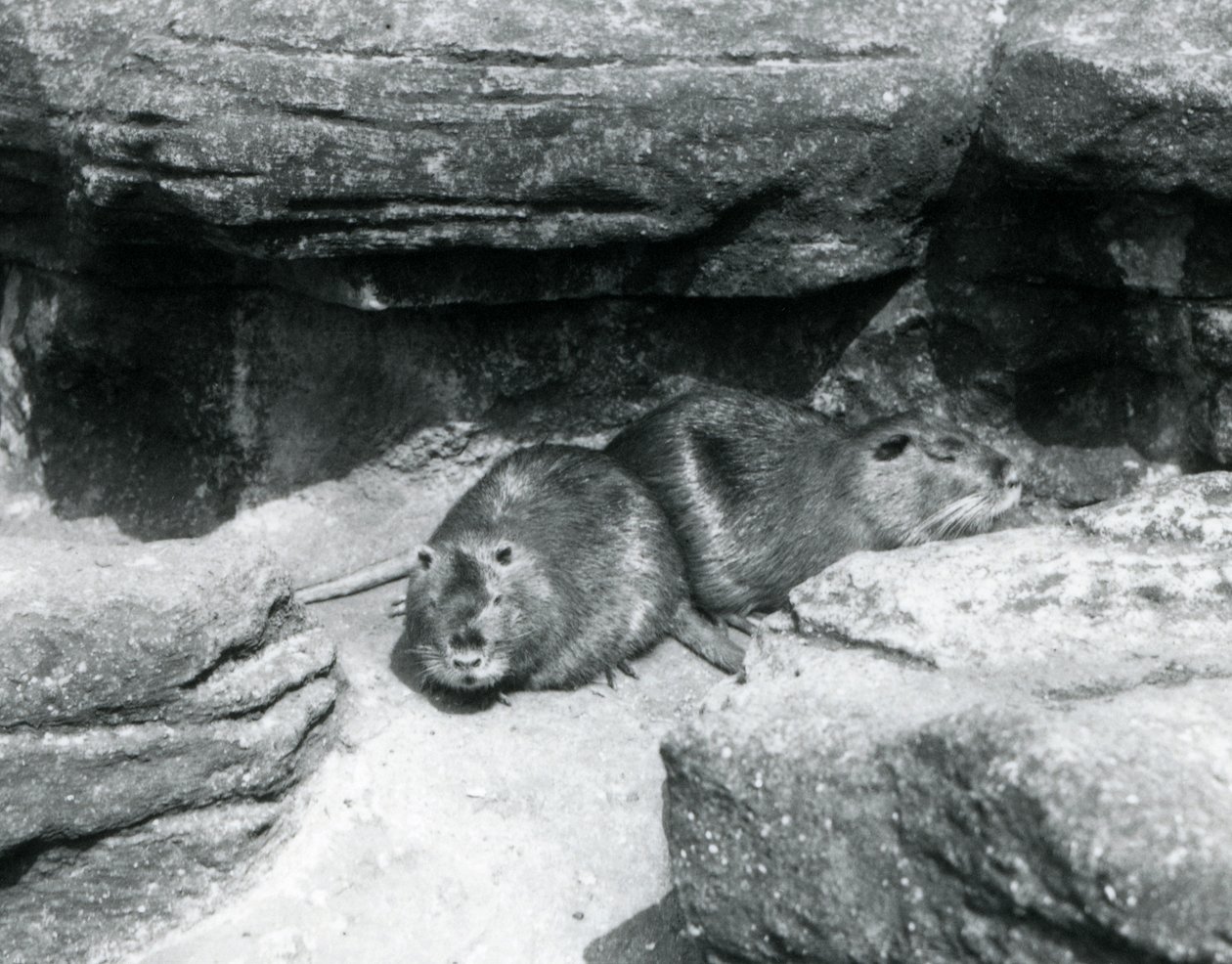 Zwei Nutrias ruhen sich auf Felsen in ihrem Gehege im Londoner Zoo, April 1925 von Frederick William Bond