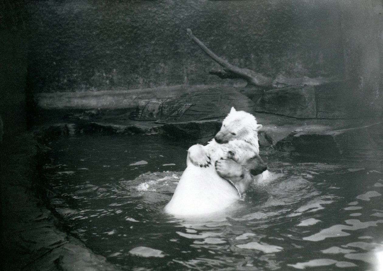 Zwei Eisbären, darunter ein Jungtier, umarmen und spielen in einem Pool im Londoner Zoo, Juni 1922 von Frederick William Bond