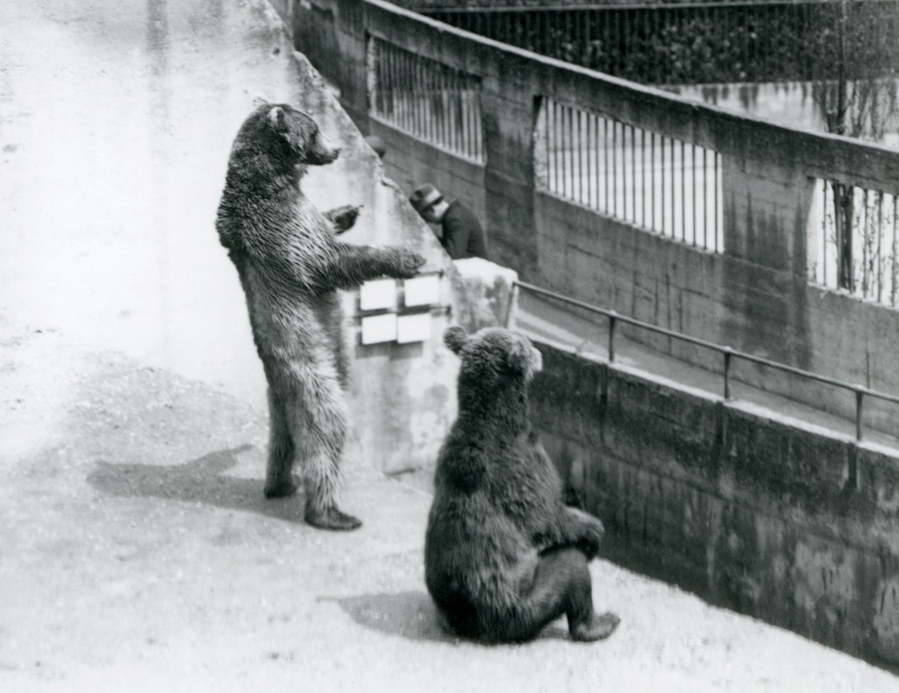 Zwei Braunbären, einer steht auf den Hinterbeinen und einer sitzt, schauen von den Mappin Terrassen hinunter, Londoner Zoo, Juli 1925 von Frederick William Bond