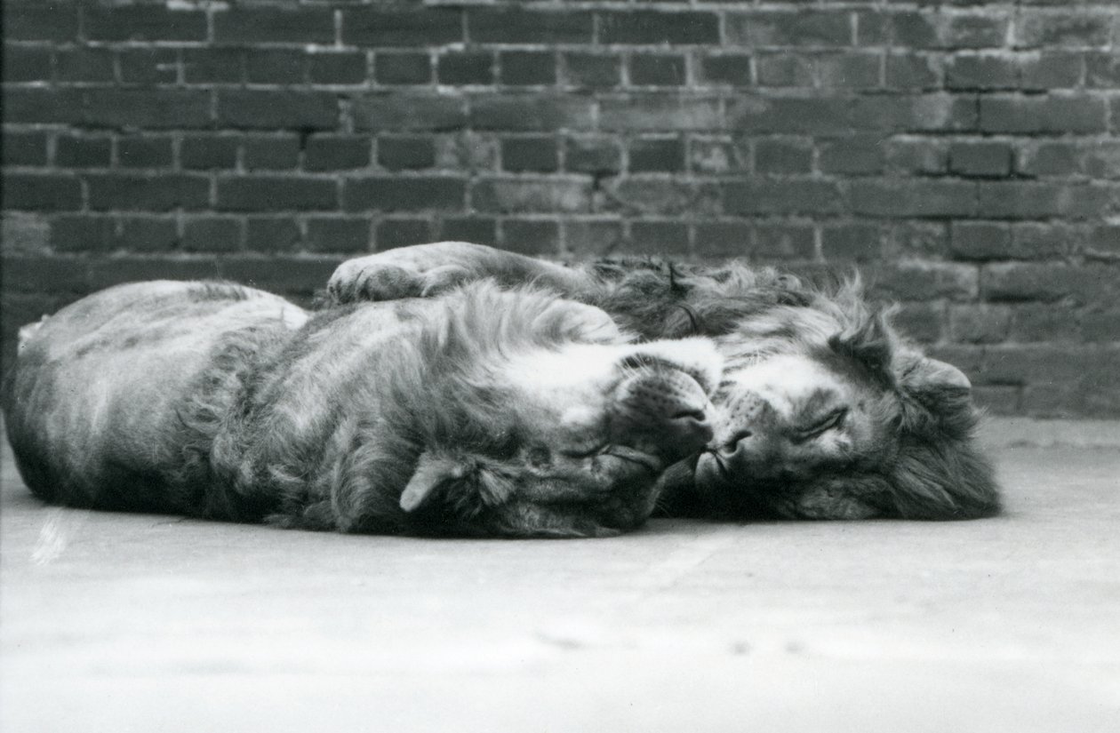 Zwei Löwen, die sich zum Schlafen niederlegen, mit den Pfoten umeinander, Londoner Zoo von Frederick William Bond