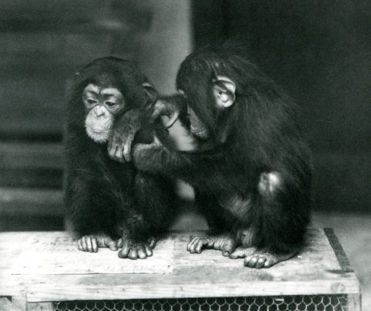 Zwei junge Schimpansen sitzen auf einer Holzkiste. Einer sitzt still, während der andere sein Fell pflegt, Londoner Zoo von Frederick William Bond