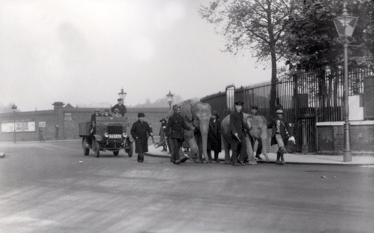 Ein Paar Elefanten vom Hafen zum ZSL London Zoo führen, das letzte Mal, dass dies jemals getan wurde, 1923 von Frederick William Bond