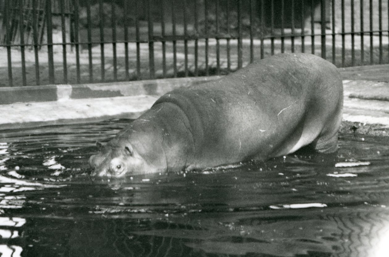 Junger Flusspferd Bobbie betritt sein Becken im Londoner Zoo im August 1927 von Frederick William Bond