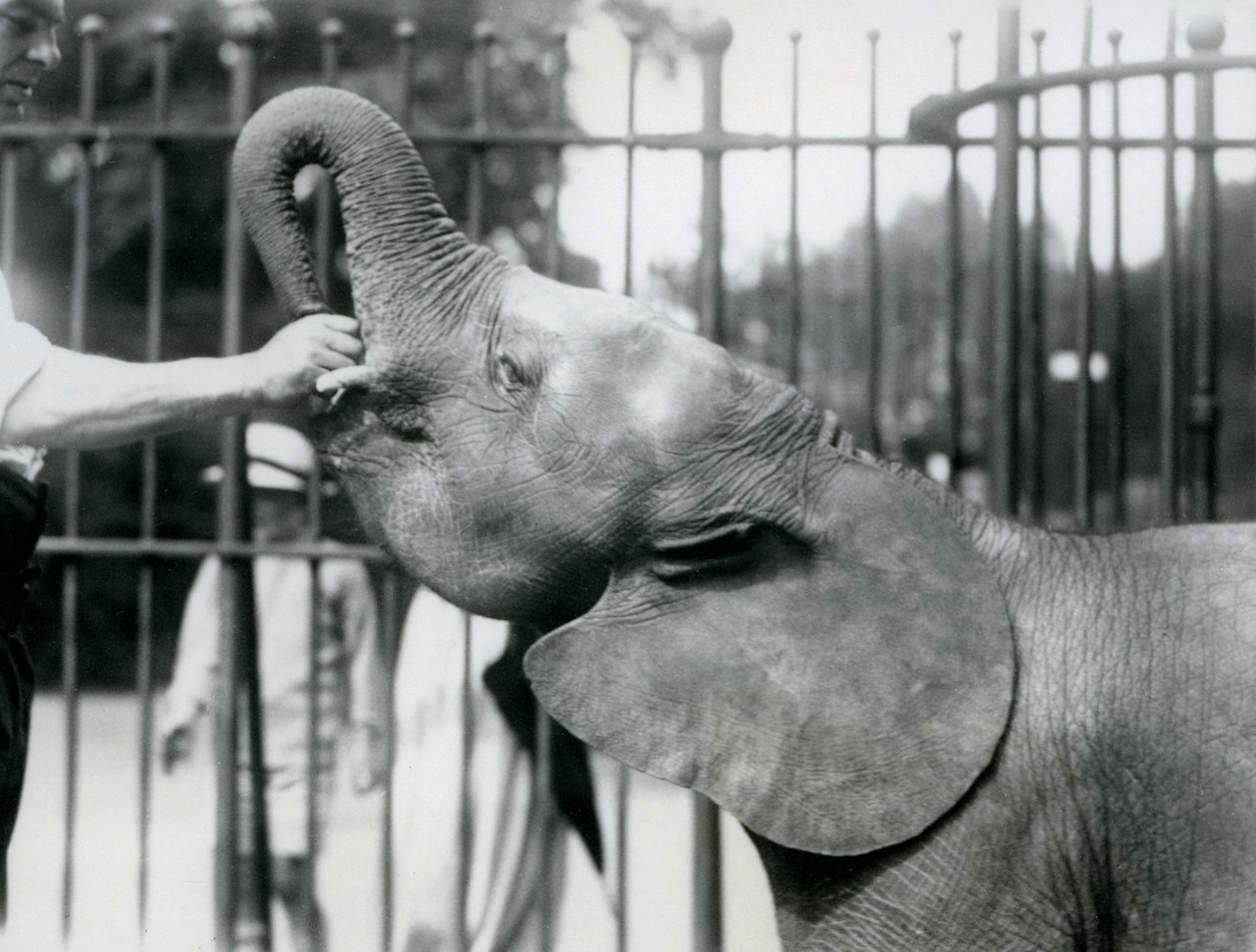Junge weibliche afrikanische Zwerg-Elefantin Oojah bekommt eine Belohnung, Londoner Zoo, Juli 1925 von Frederick William Bond