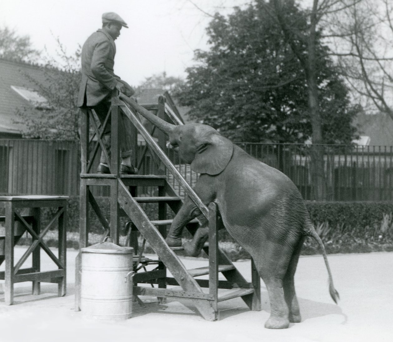 Junge afrikanische Zwerg-Elefantin Oojah mit ihren Vorderfüßen auf den Einschiffungsstufen, erreicht ihren Trainer, der auf der obersten Stufe steht, mit ihrem Rüssel, Londoner Zoo, Juni 1925 von Frederick William Bond
