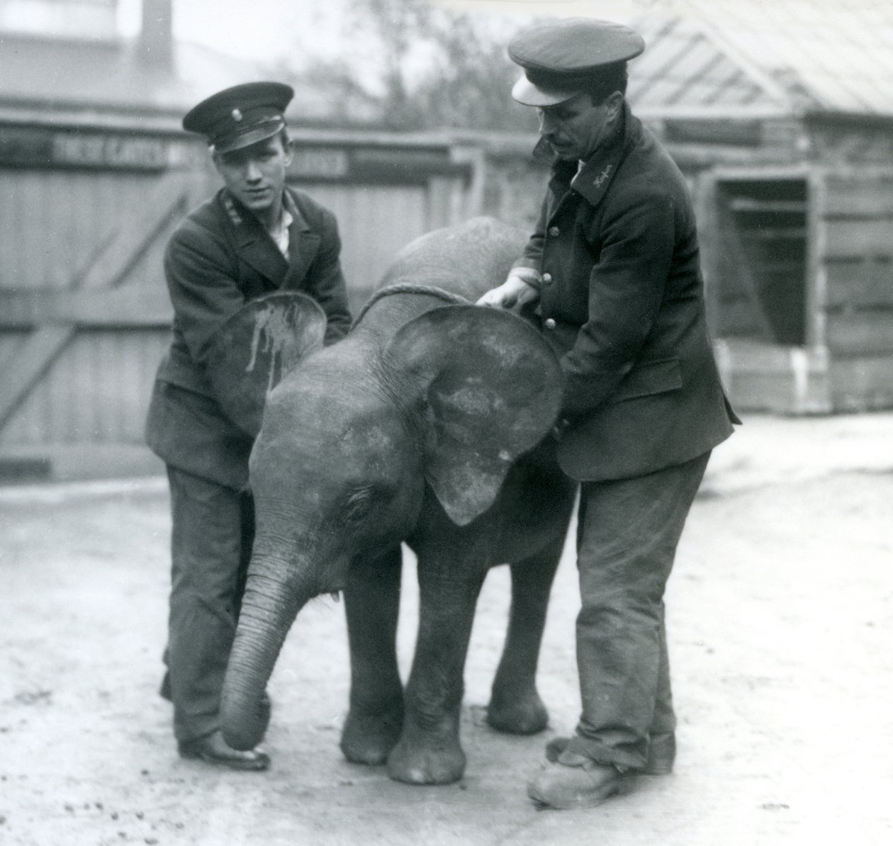 Junge weibliche afrikanische Zwerg-Elefantin Oojah mit zwei Pflegern im Londoner Zoo im April 1925 von Frederick William Bond
