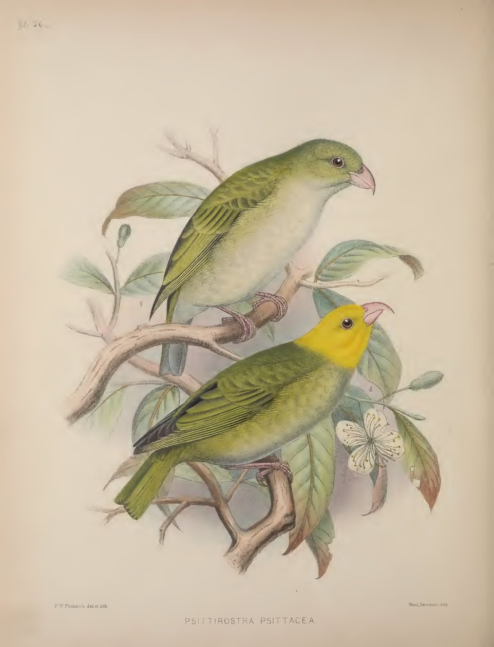 Psittirostra Psittacea, aus 