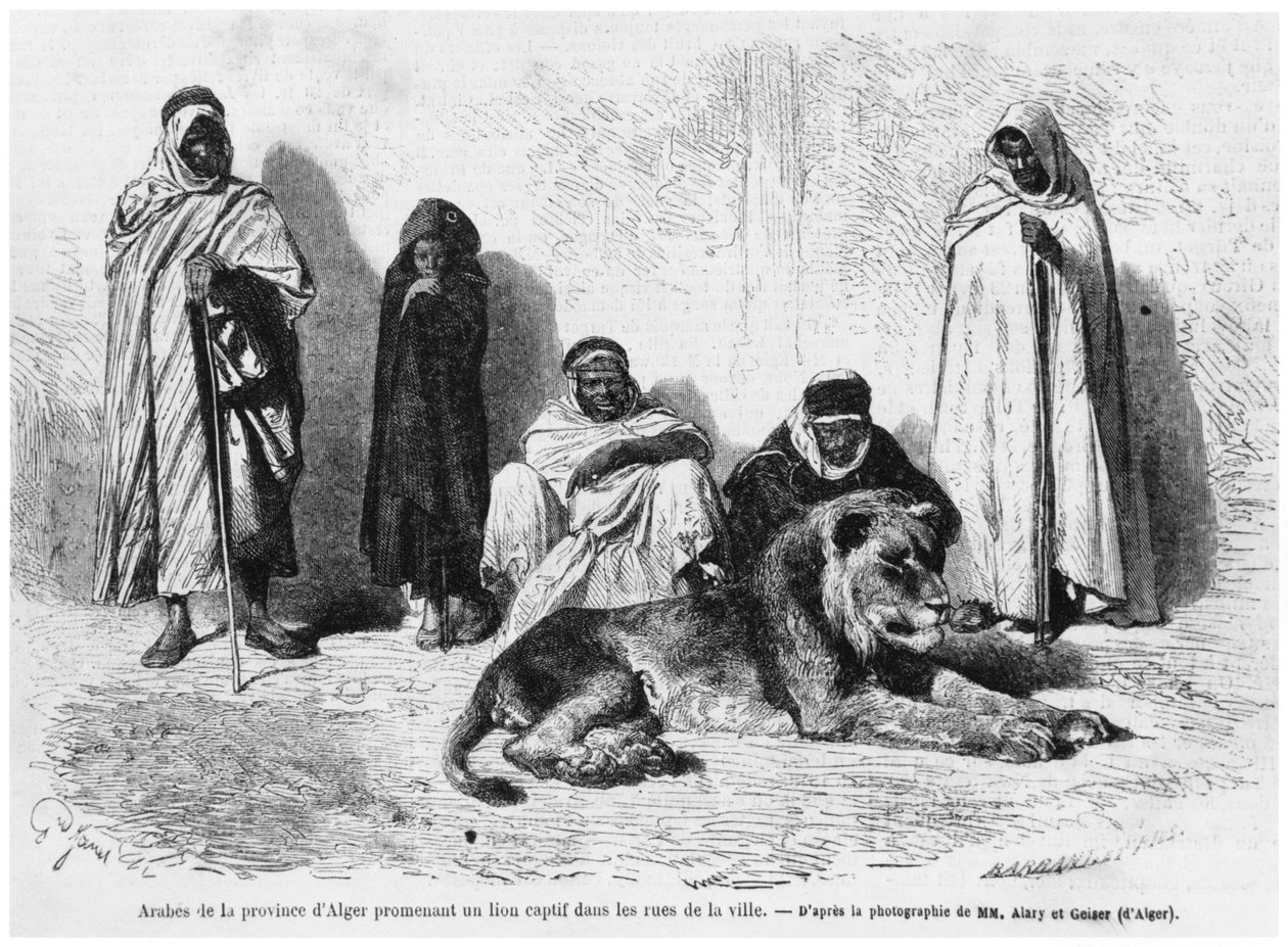 Gruppe arabischer Männer aus der Provinz Algier, die mit einem gefangenen Löwen durch die Straßen der Stadt gehen, aus Le Monde Illustre, Januar 1864 von French Photographer