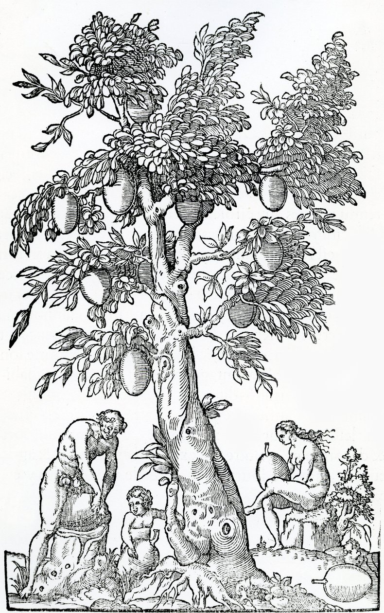 Brotfrucht-Ernte, Illustration aus Singularitäten von Frankreich Antarctique, von Andre de Thevet, 1558 von French School