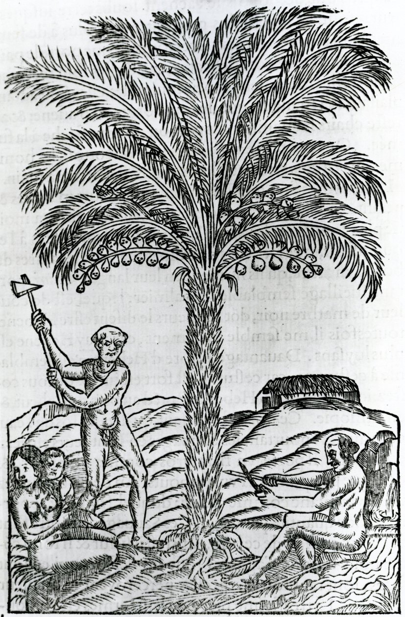 Ernte, Illustration aus Singularitäten von Frankreich Antarctique, von Andre de Thevet, 1558 von French School