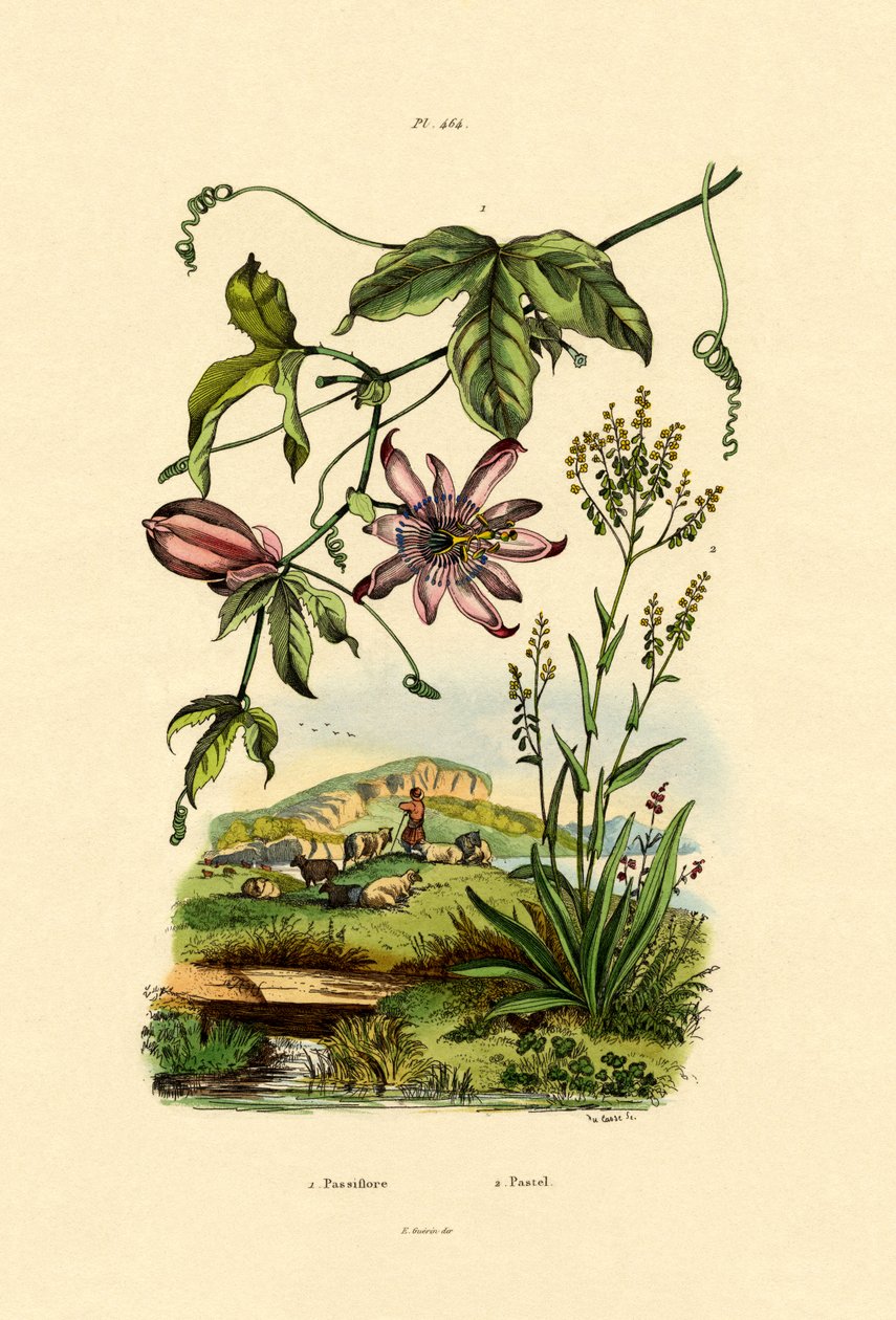 Passionsblume von French School
