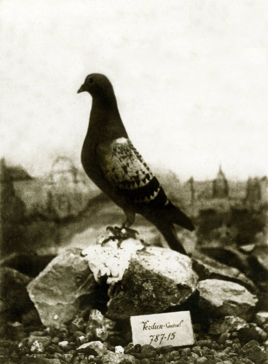 Tiere während des Ersten Weltkriegs 1914-1918: Der berühmte Vaillant-Taube von French Photographer
