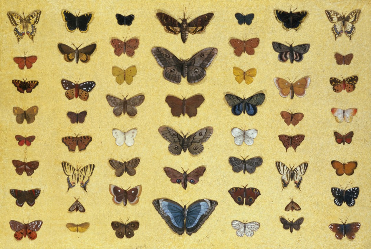 Eine Collage von Schmetterlingen und Motten, darunter der Trauermantel, der britische Schwalbenschwanz, der seltene Schwalbenschwanz, der Pfauenauge und der kleine Fuchs, ca. 1830 von French School