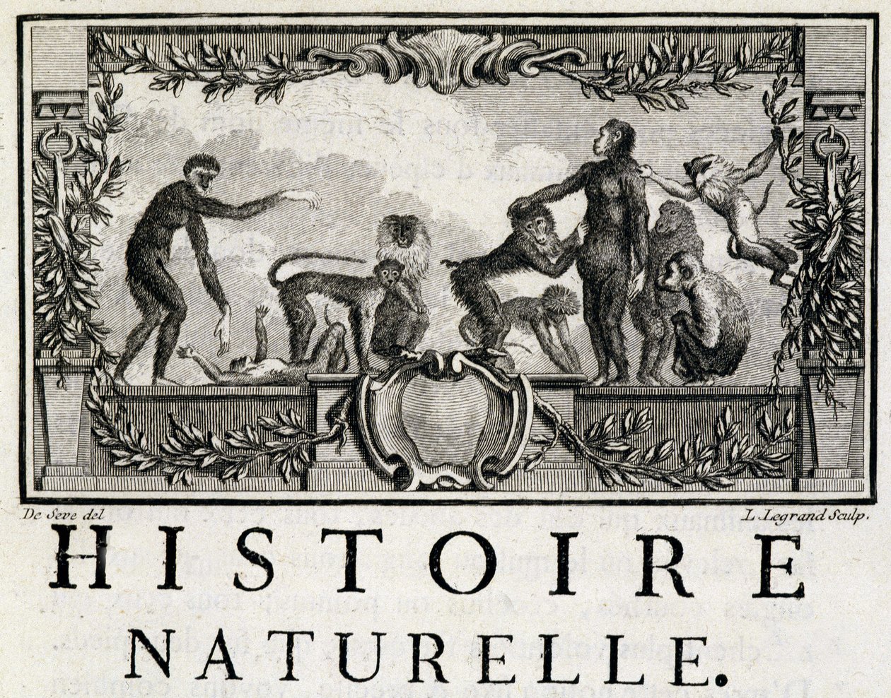Allegorie der Naturgeschichte über Affen - in „Histoire naturelle, générale et particulière“ von Buffon von French School