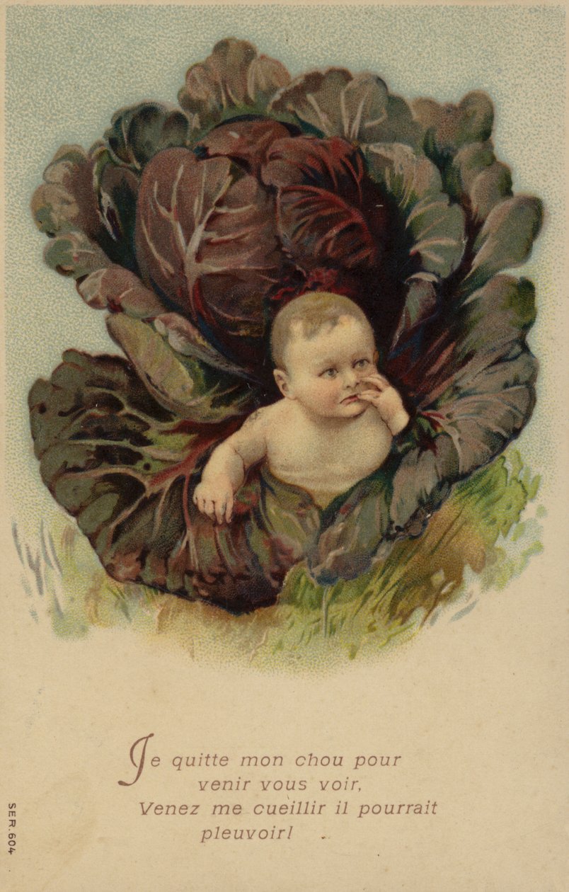 Baby, das aus einem Kohlkopf kommt von French School