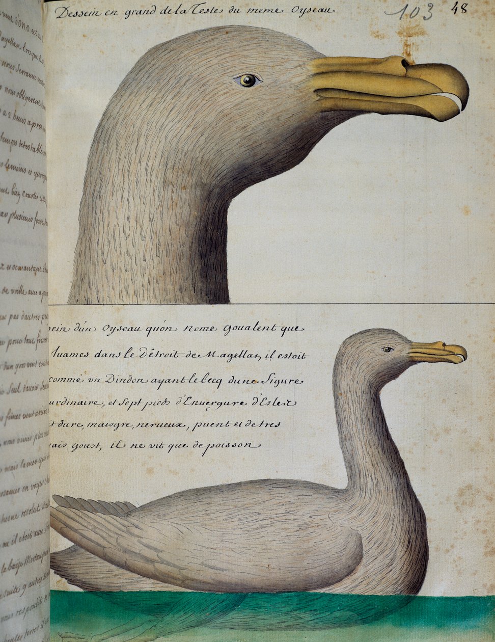 Vogel aus der Magellanstraße, Aquarell aus dem Logbuch von Jacques Gouin de Beauchesne, Kapitän der Compagnie royale de la Mer du Sud, von 1698 bis 1701, Frankreich von French School