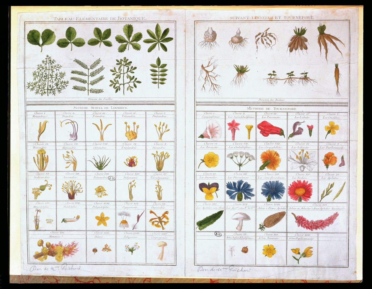 Botanische Tafel nach Carl von Linné und Joseph Pitton de Tournefort, spätes 18. Jahrhundert von French School