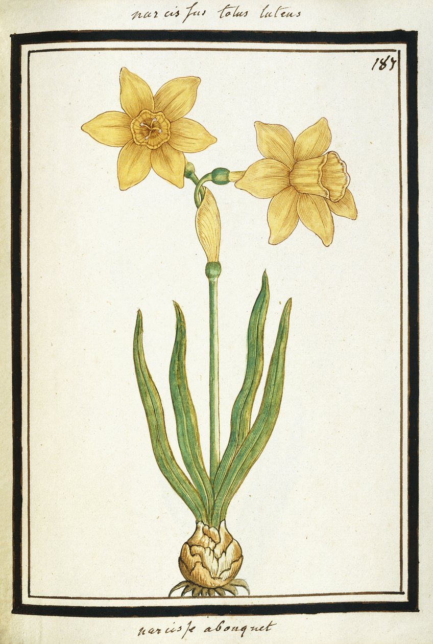 Narzissenstrauß, um 1700 von French School
