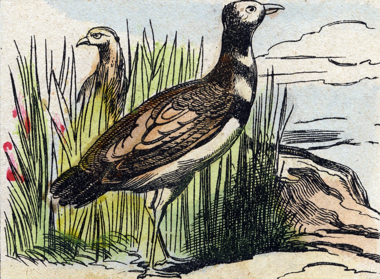 Trappe. Gravur in "Buffon Alphabet des Oiseaux n 1" von French School