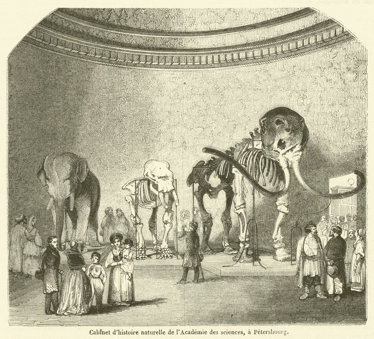Naturkundekabinett der Akademie der Wissenschaften in Petersburg von French School