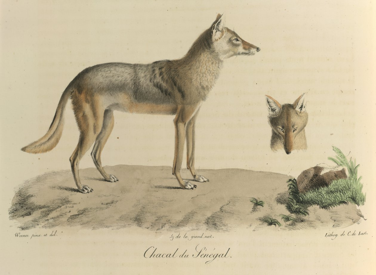 Chacal du Sénégal. Ein Schakal aus dem Senegal, aus Histoire Naturelle des Mammifères (Farblithographie) von French School