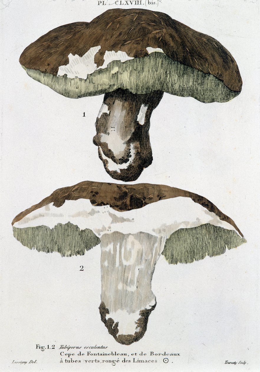 Cèpe de Fontainebleau et de Bordeaux - in „Traité des champignons“ von Jean Jacques Paulet von French School
