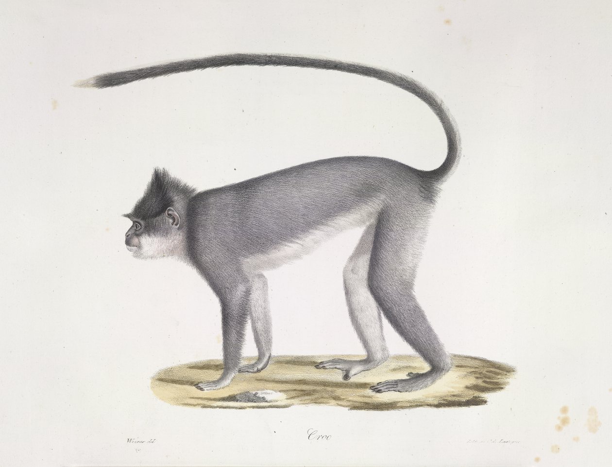 Croo. Ein Affe, aus Histoire Naturelle des Mammifères (Farblithographie) von French School