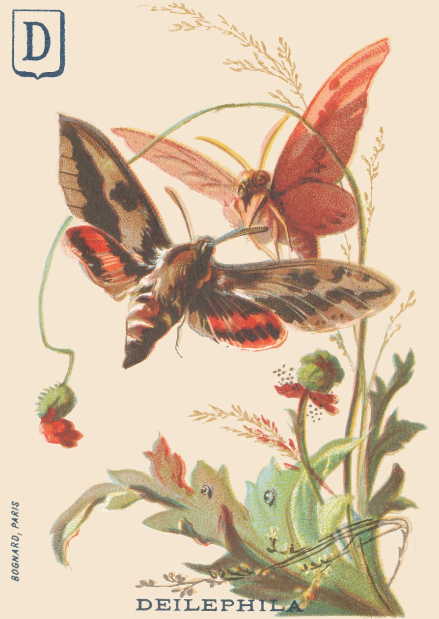D: Deilephila (Deilephila elpenor oder Großer Weinschwärmer) von French School