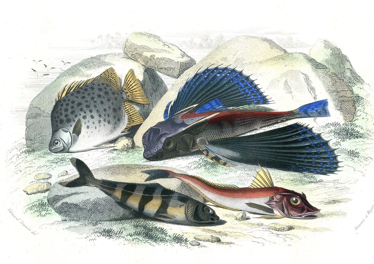 Dactyloptere pirapede (Dactylopterus pirapeda) fliegender Fisch, Chetodon argus (Scatophagus argus), Centronote Pilot (Echeneis naucrate), Trigle Lyre (Genicanthus Melanospilos) - Tafel aus der Naturgeschichte von Bernard Germain de Lacepede (1856-1925) von French School