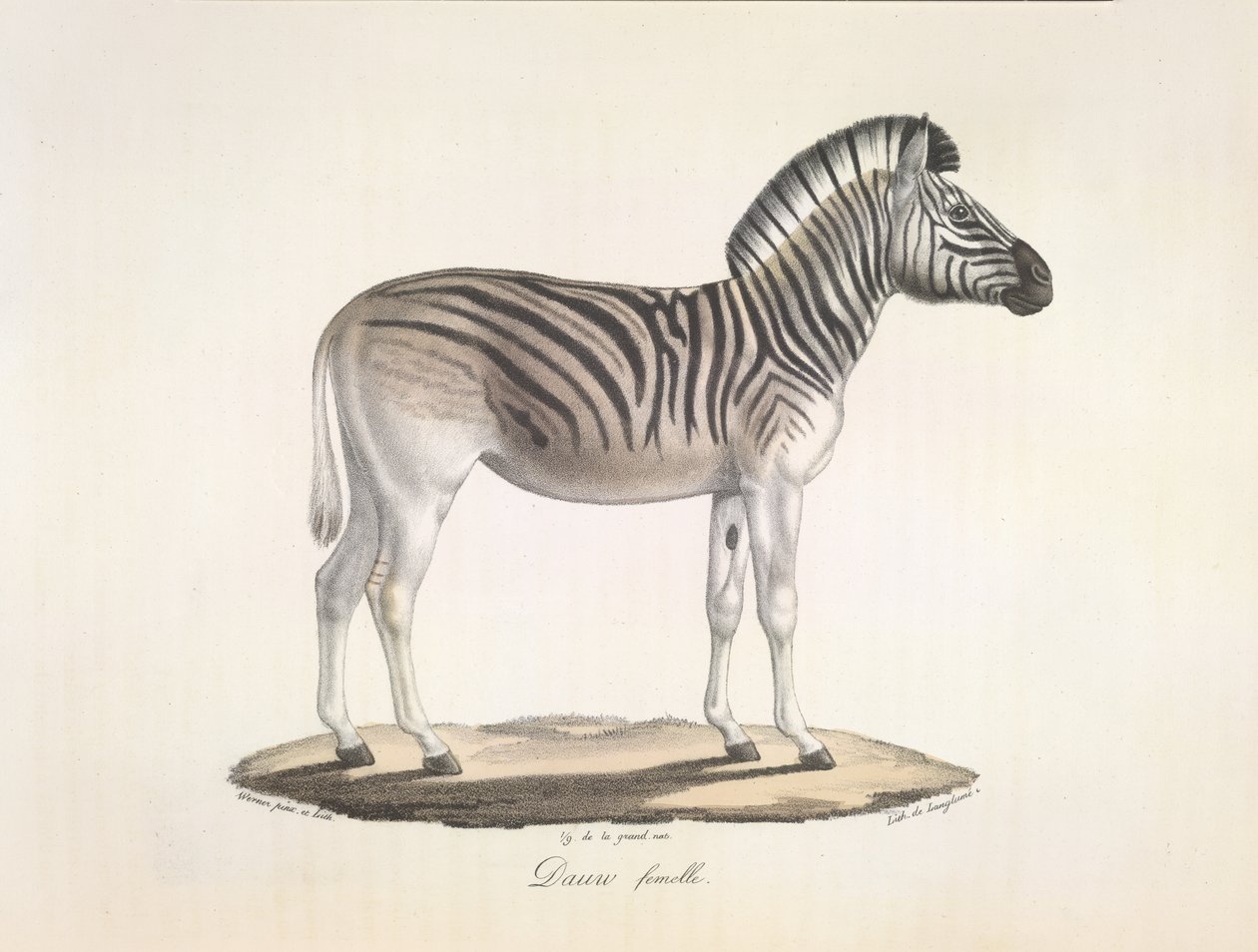 Dauw femelle. Das gestreifte Quagga oder Burchell-Zebra aus Südafrika (Asinus Burchellii), aus Histoire Naturelle des Mammifères von French School